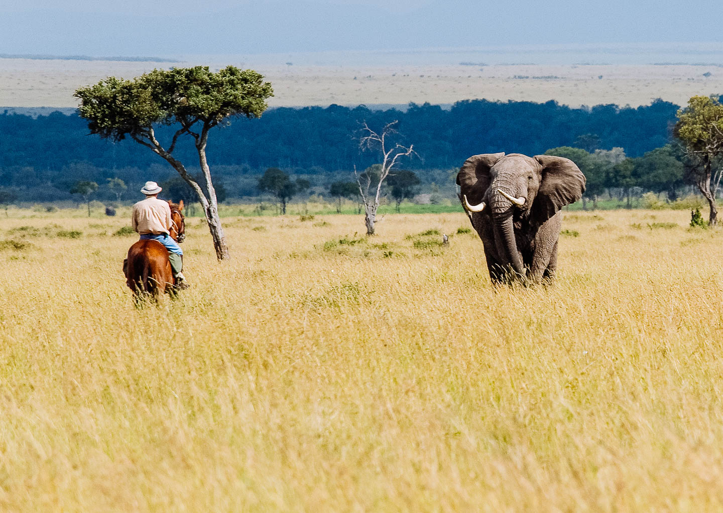 Image result for travel to masai mara