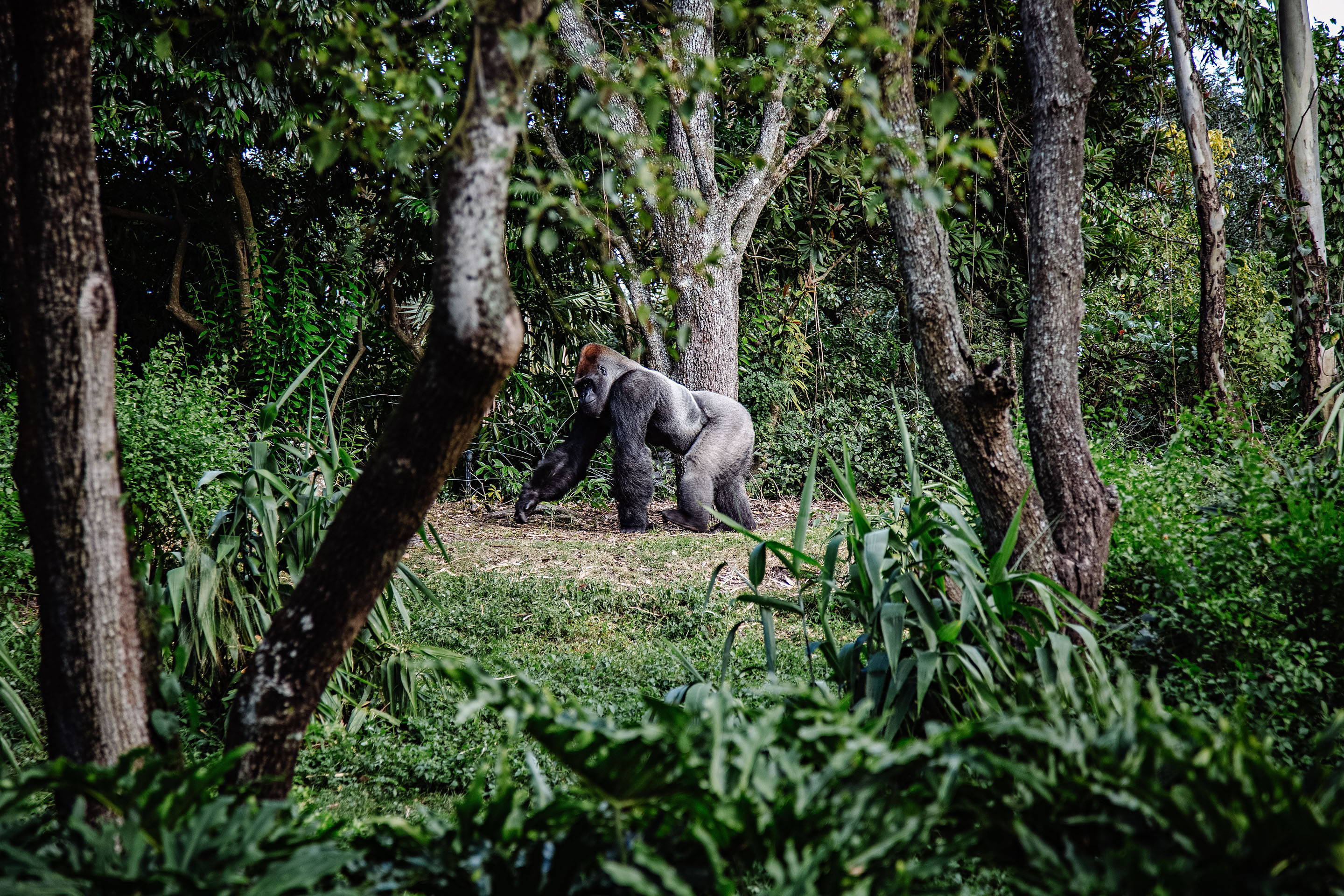 Central African Republic Image