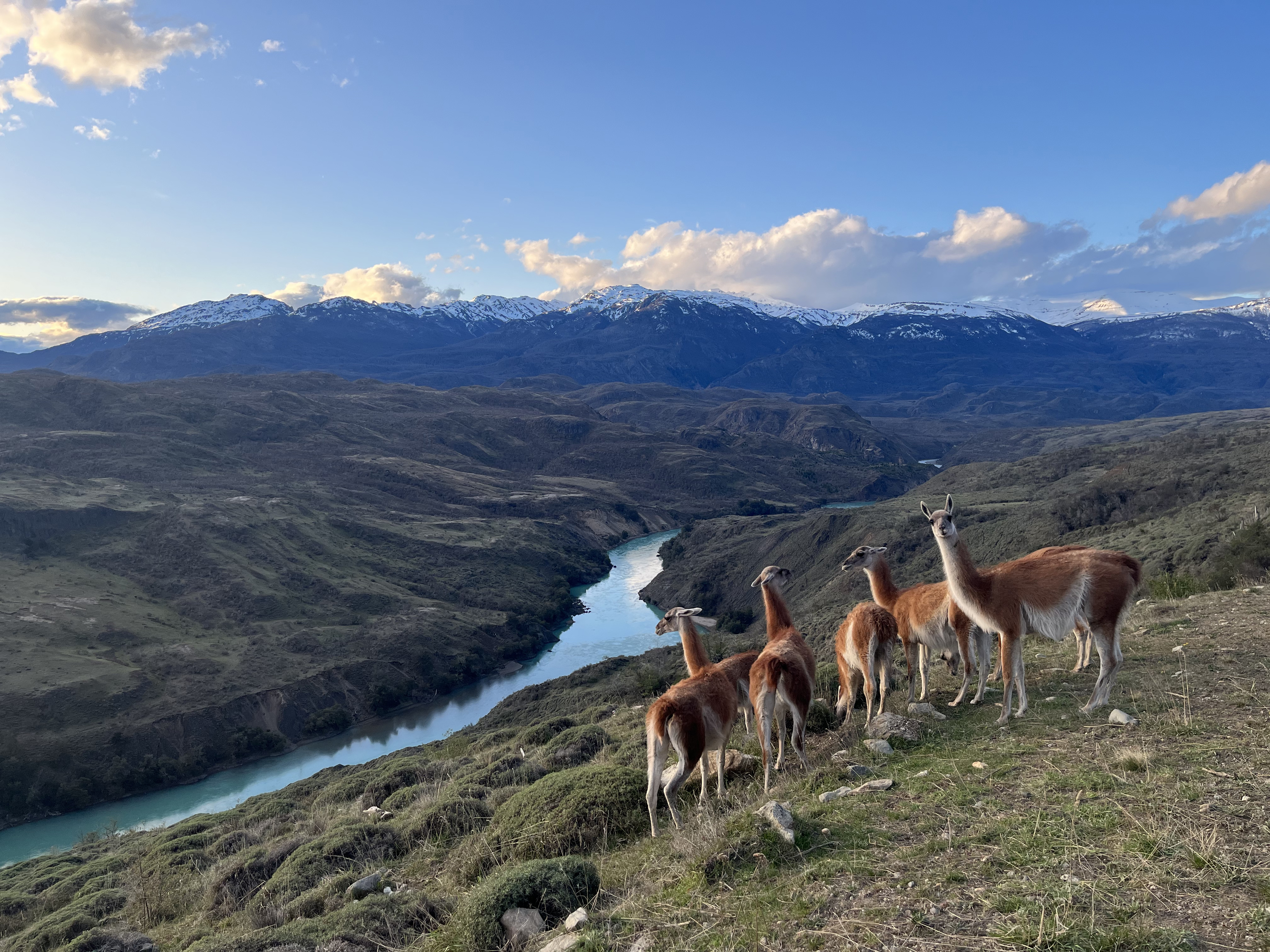 Rewilding Chile