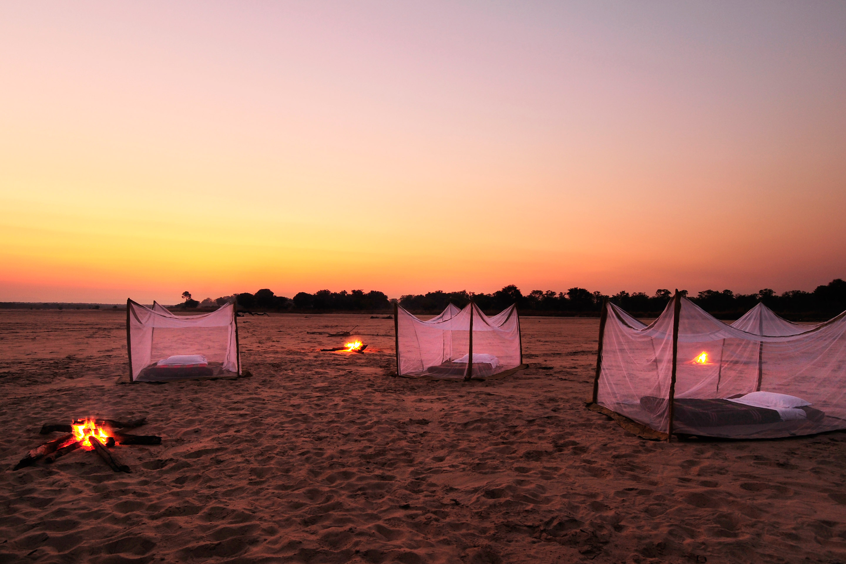 Return to the Wild Image