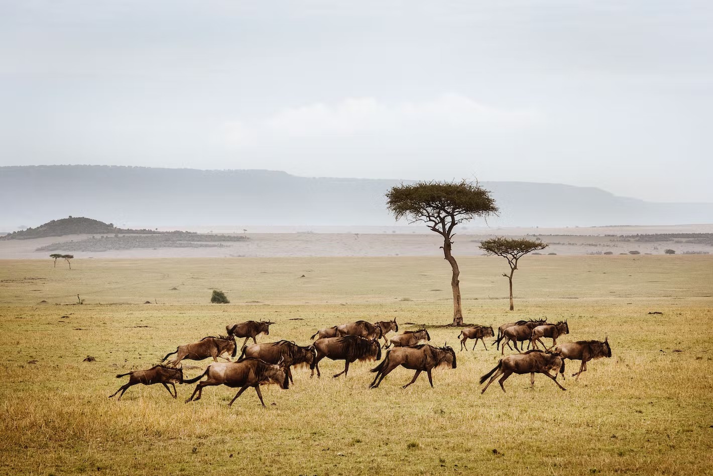 Serengeti Image
