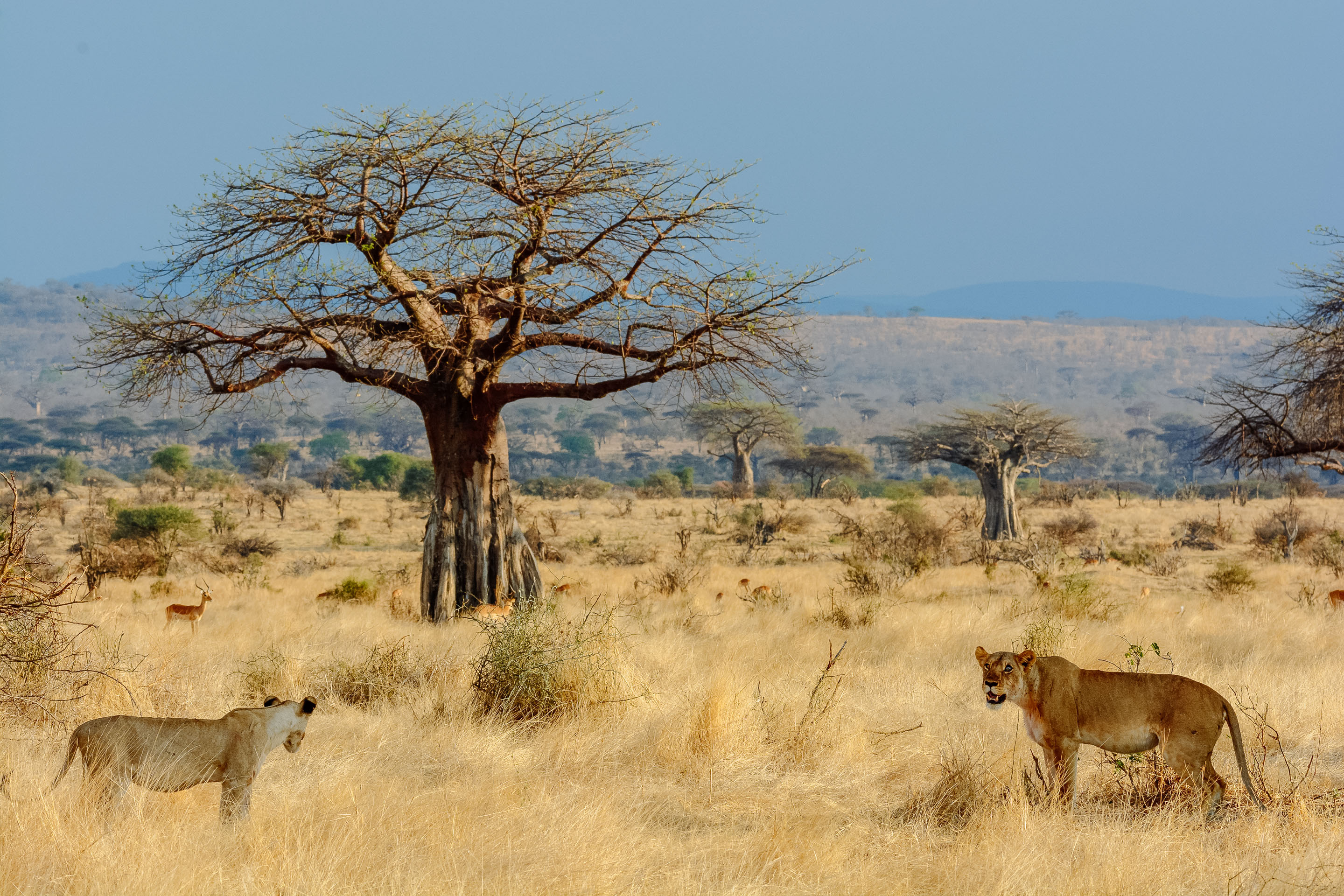 Ruaha Image