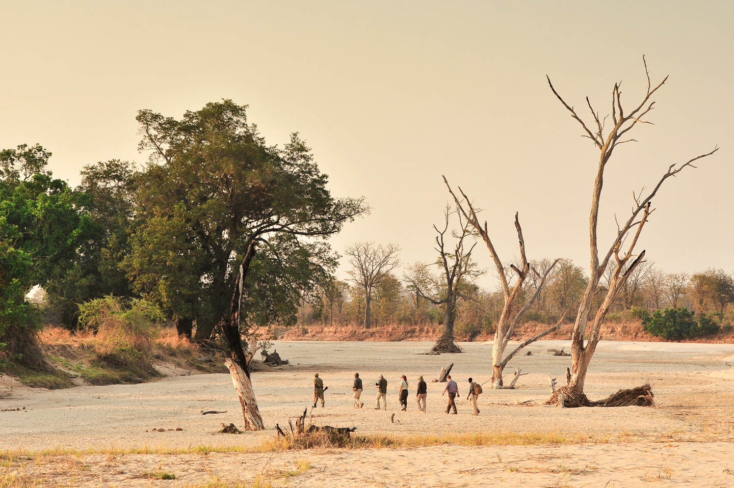 South Luangwa Image