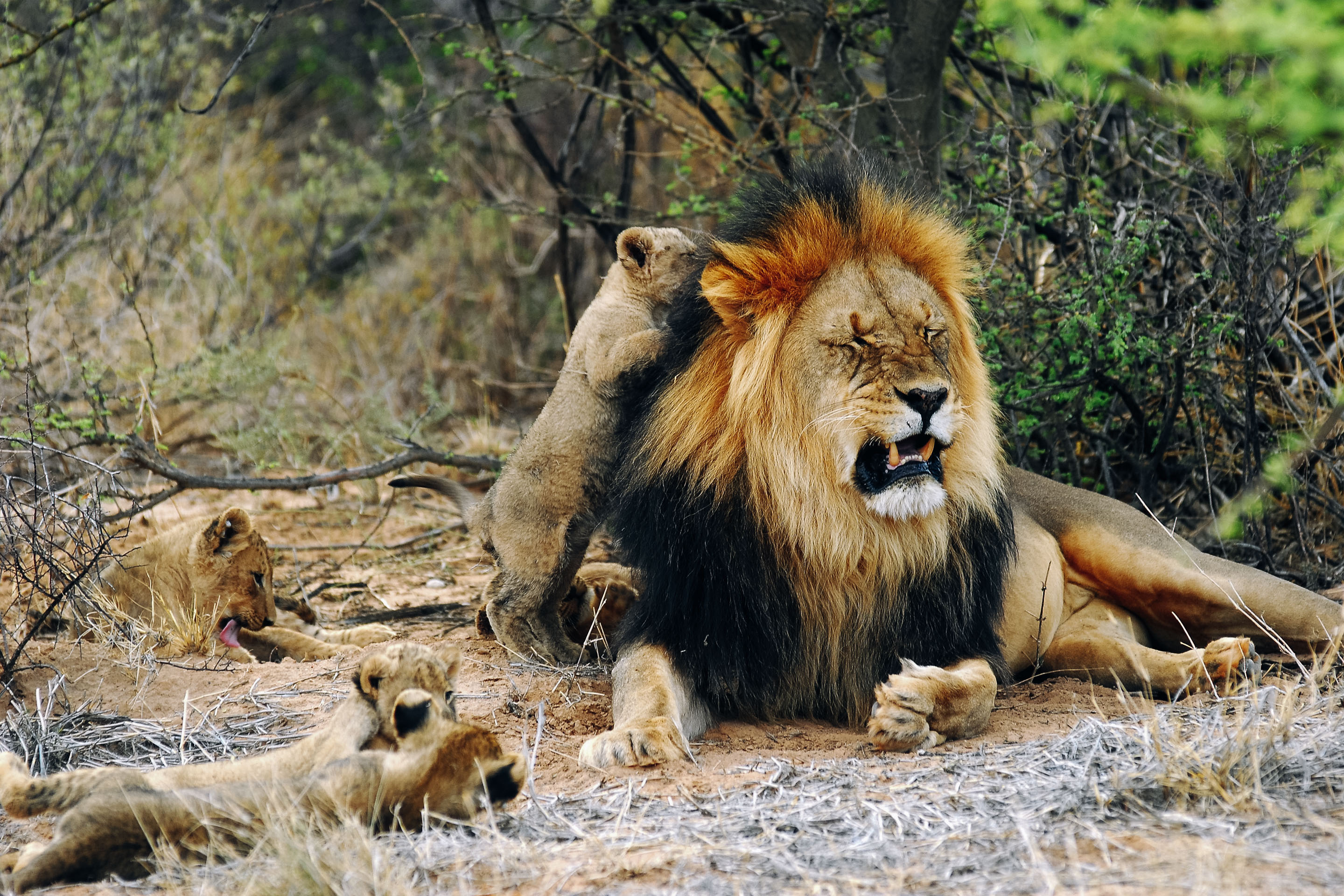 Tswalu Kalahari Image