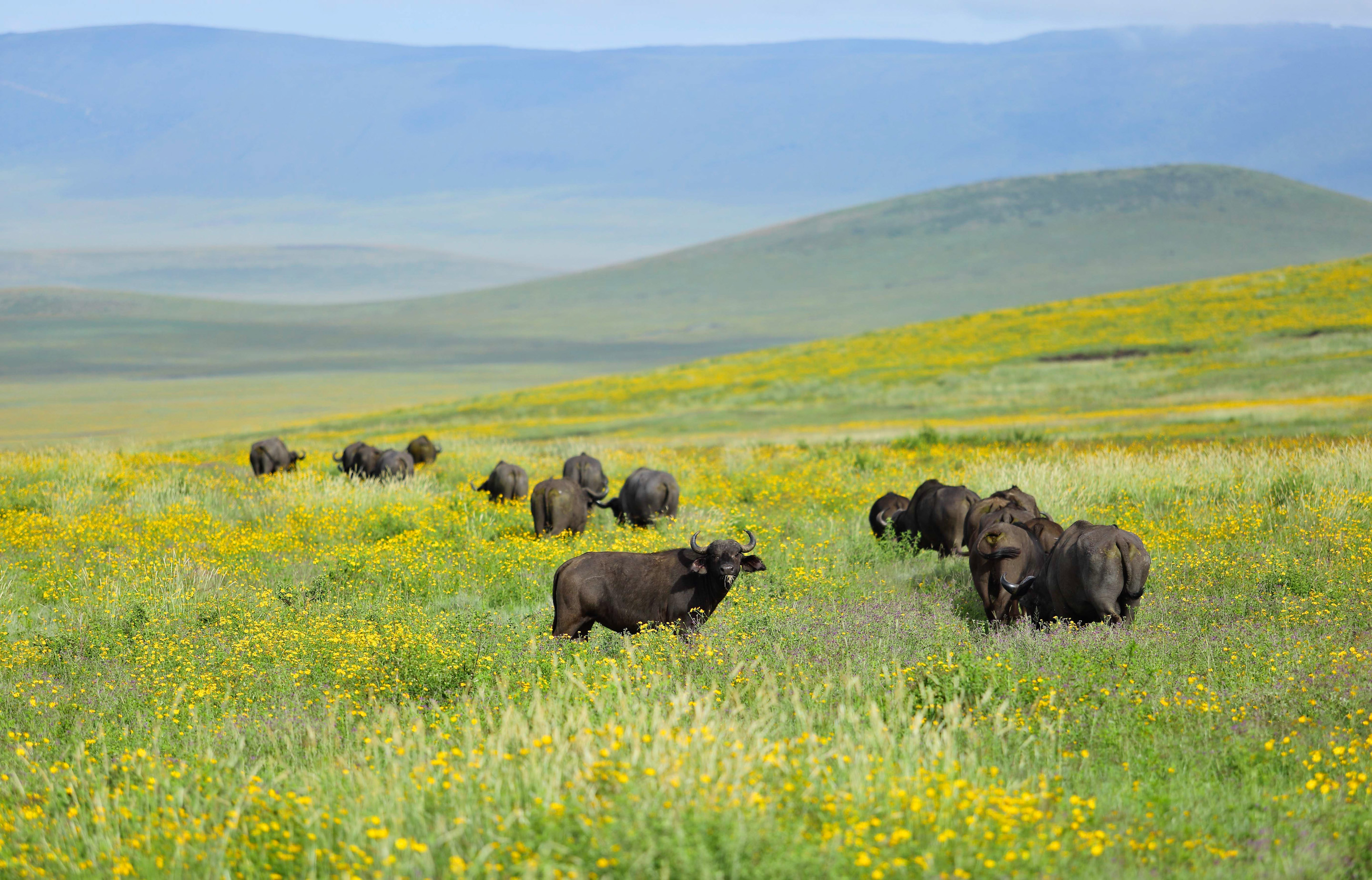 Ngorongoro Crater Image