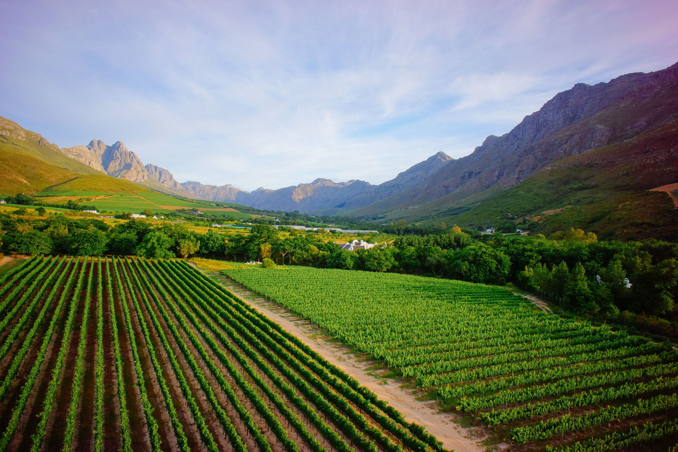 Cape Winelands Image