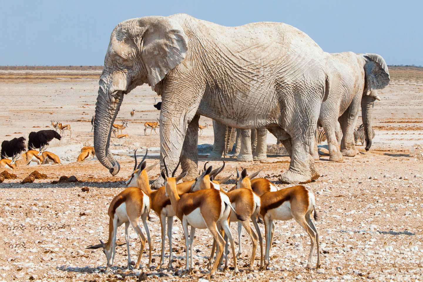 Etosha Image