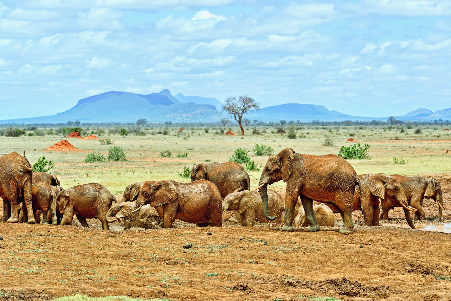 Tsavo Image