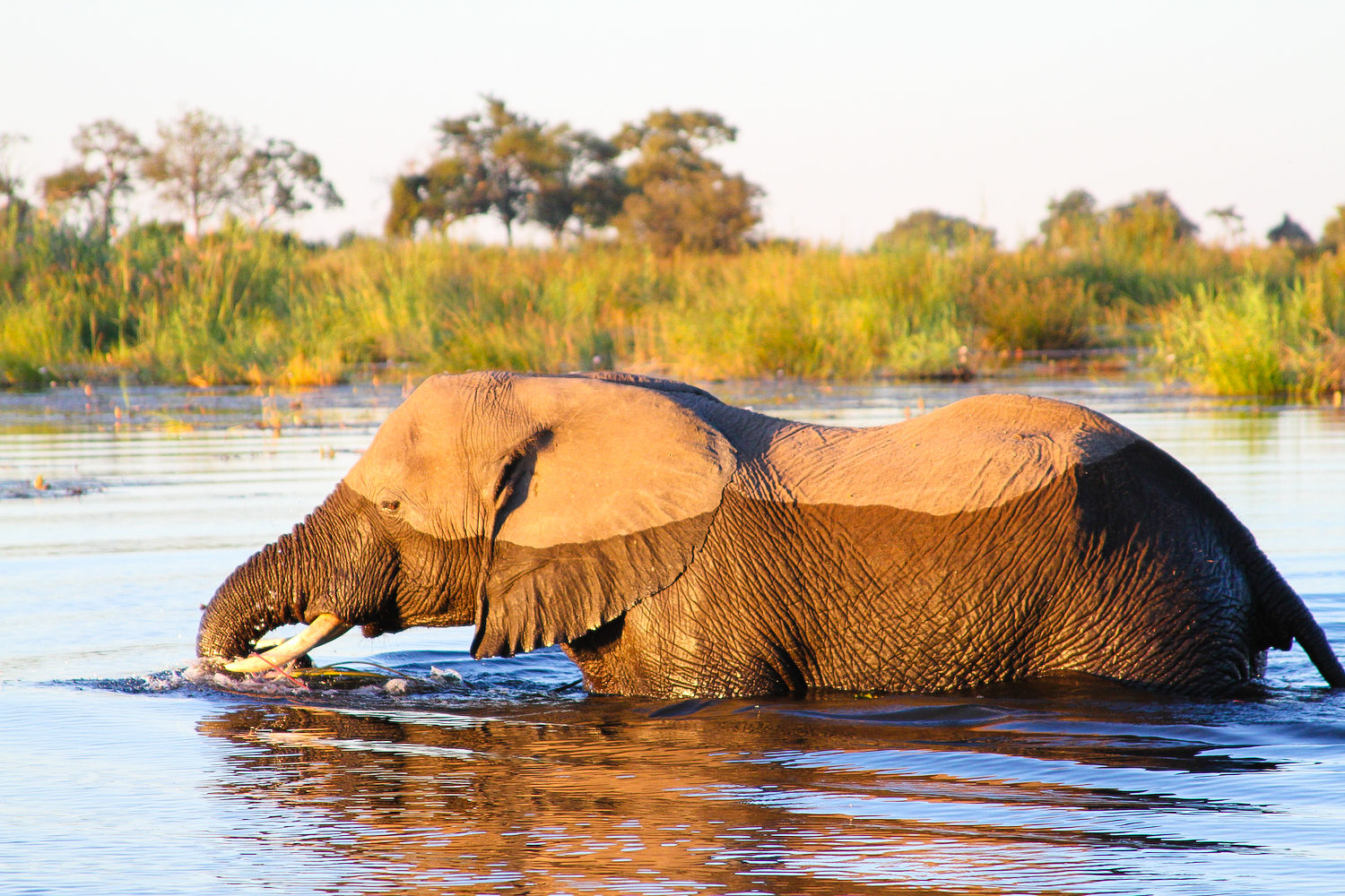 Caprivi (the Zambezi Region) Image