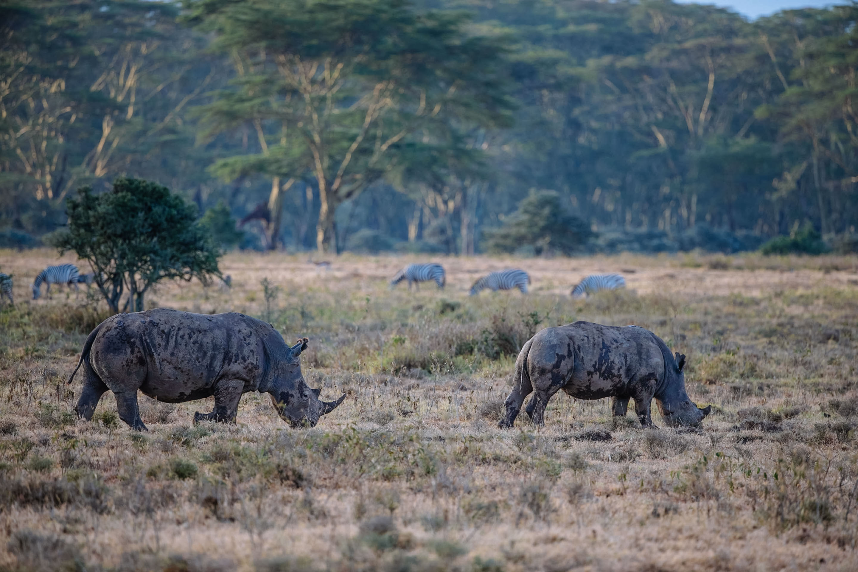 Lake Nakuru Image