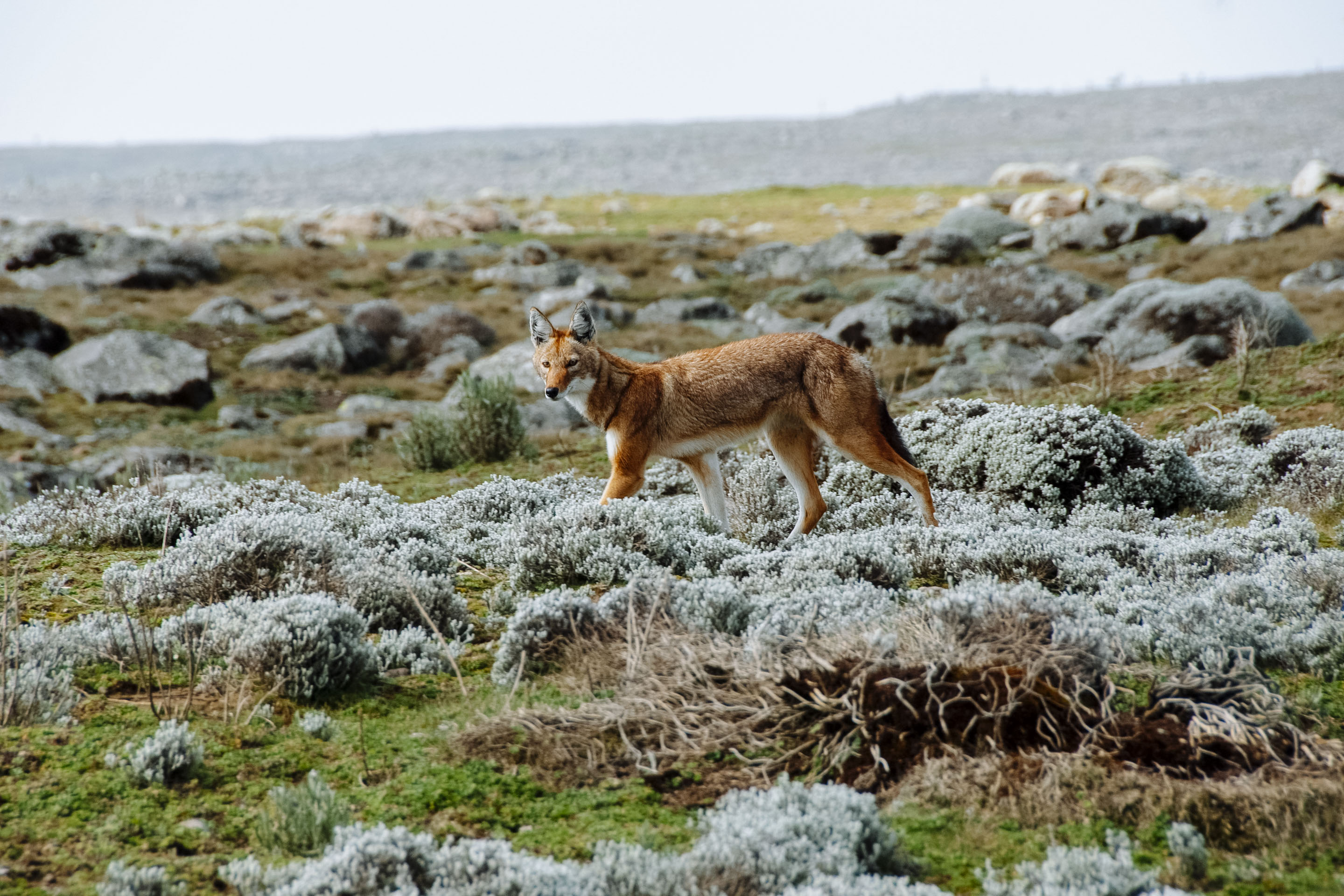 Bale Mountains Image