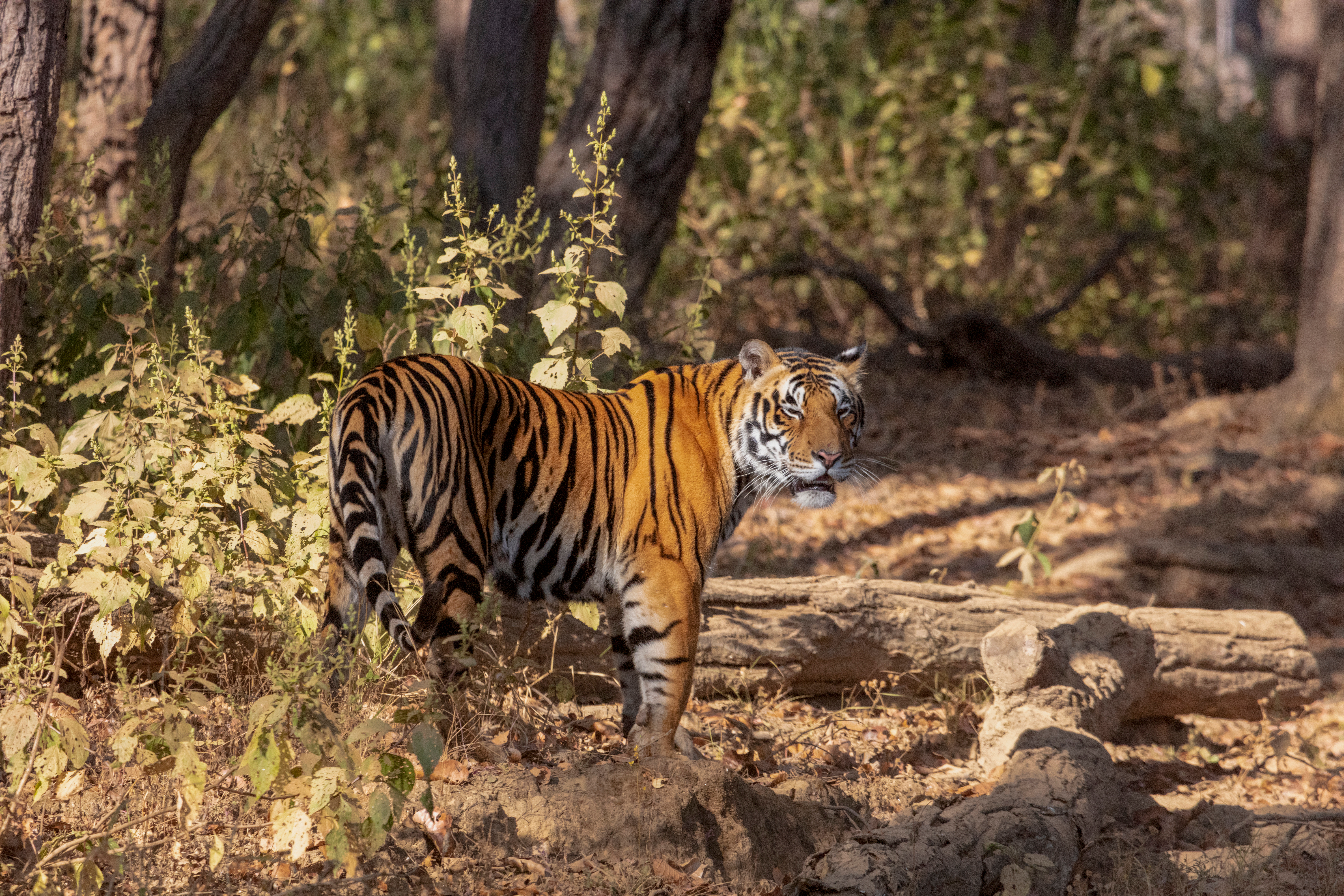Kanha National Park Image