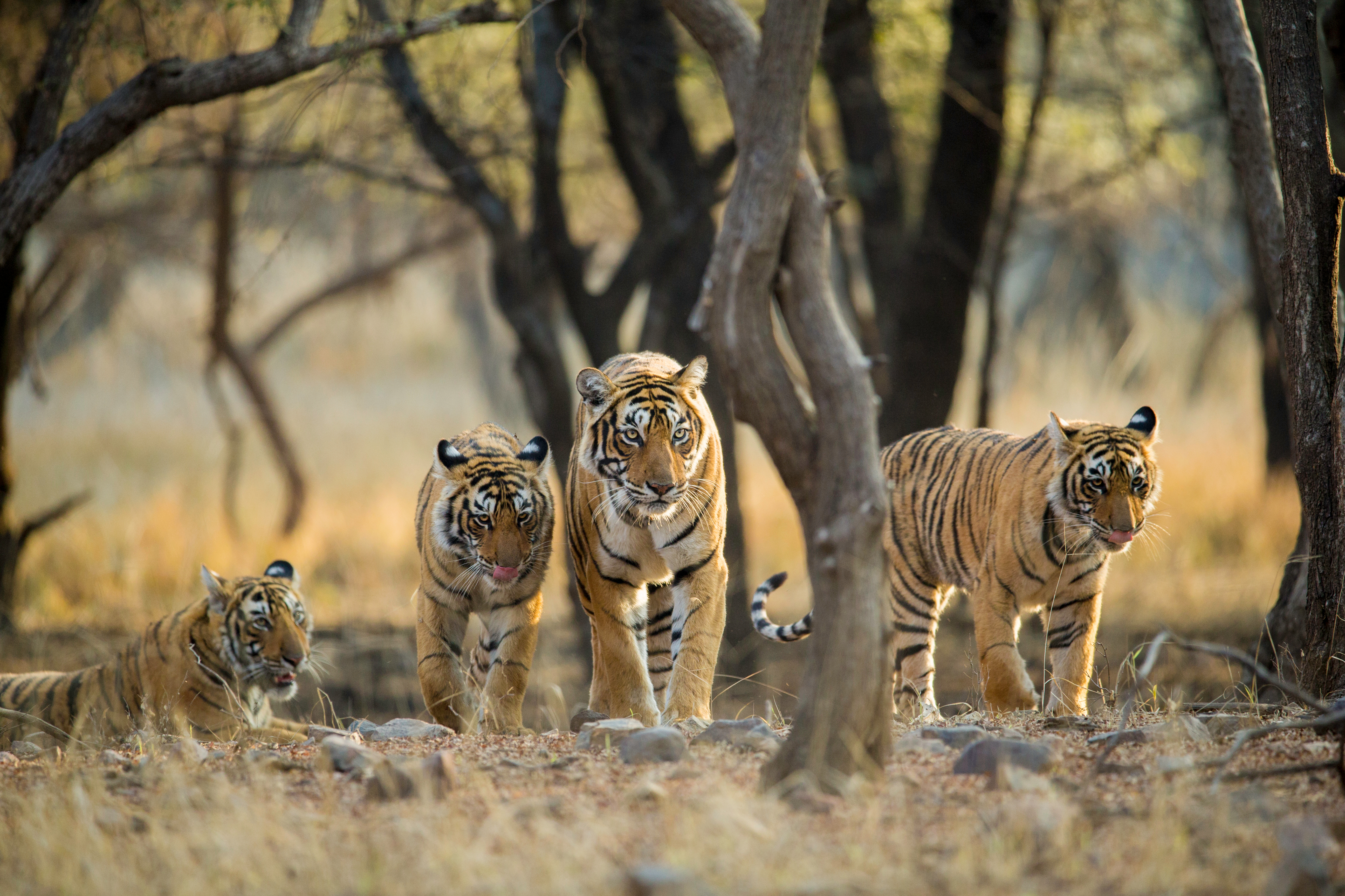 Ranthambore National Park Image
