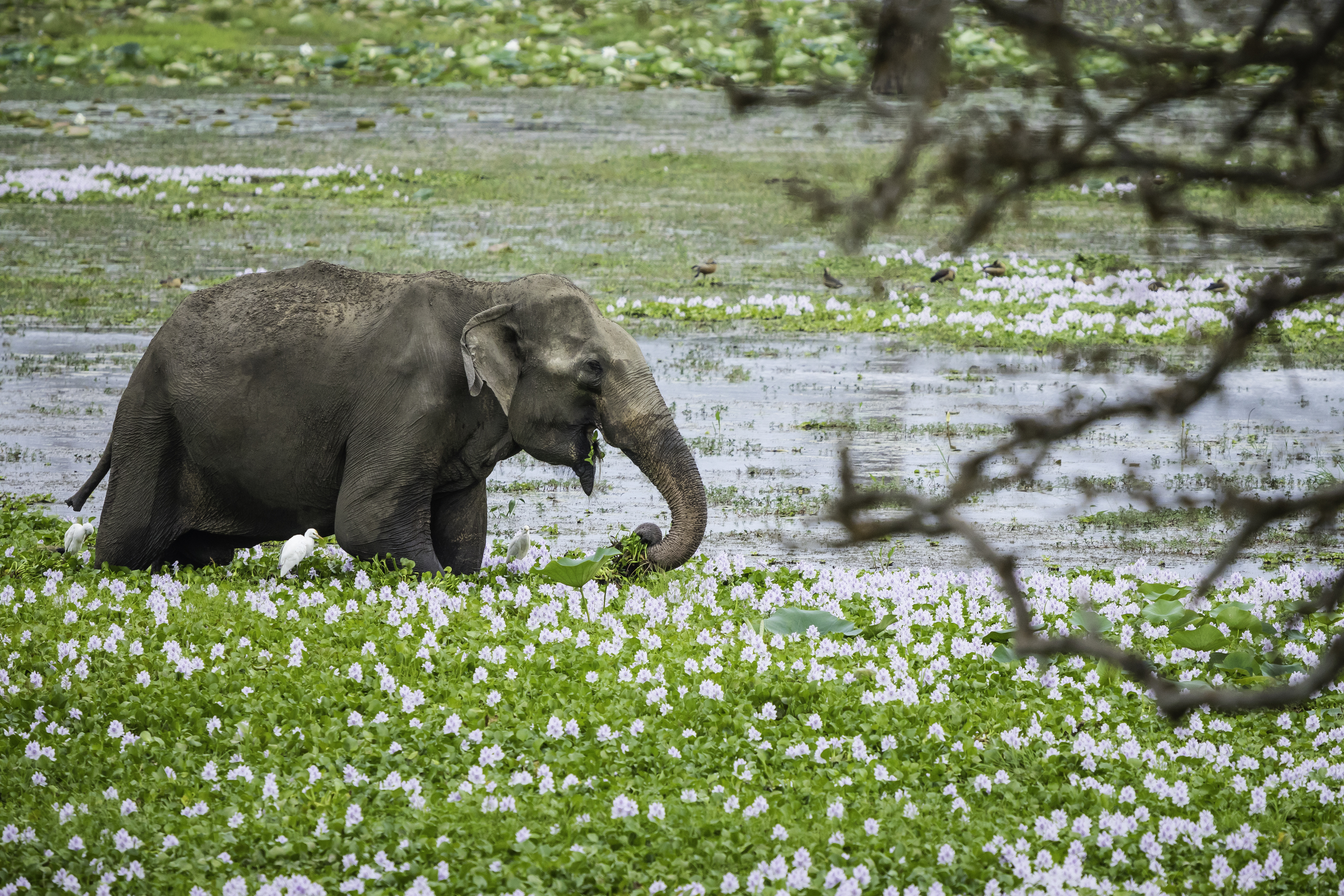 Gal Oya National Park Image