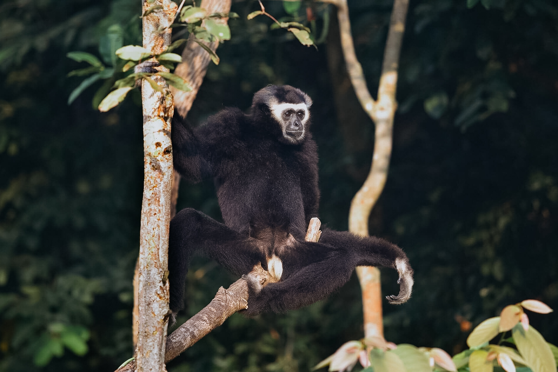 Cardamom Mountains Image