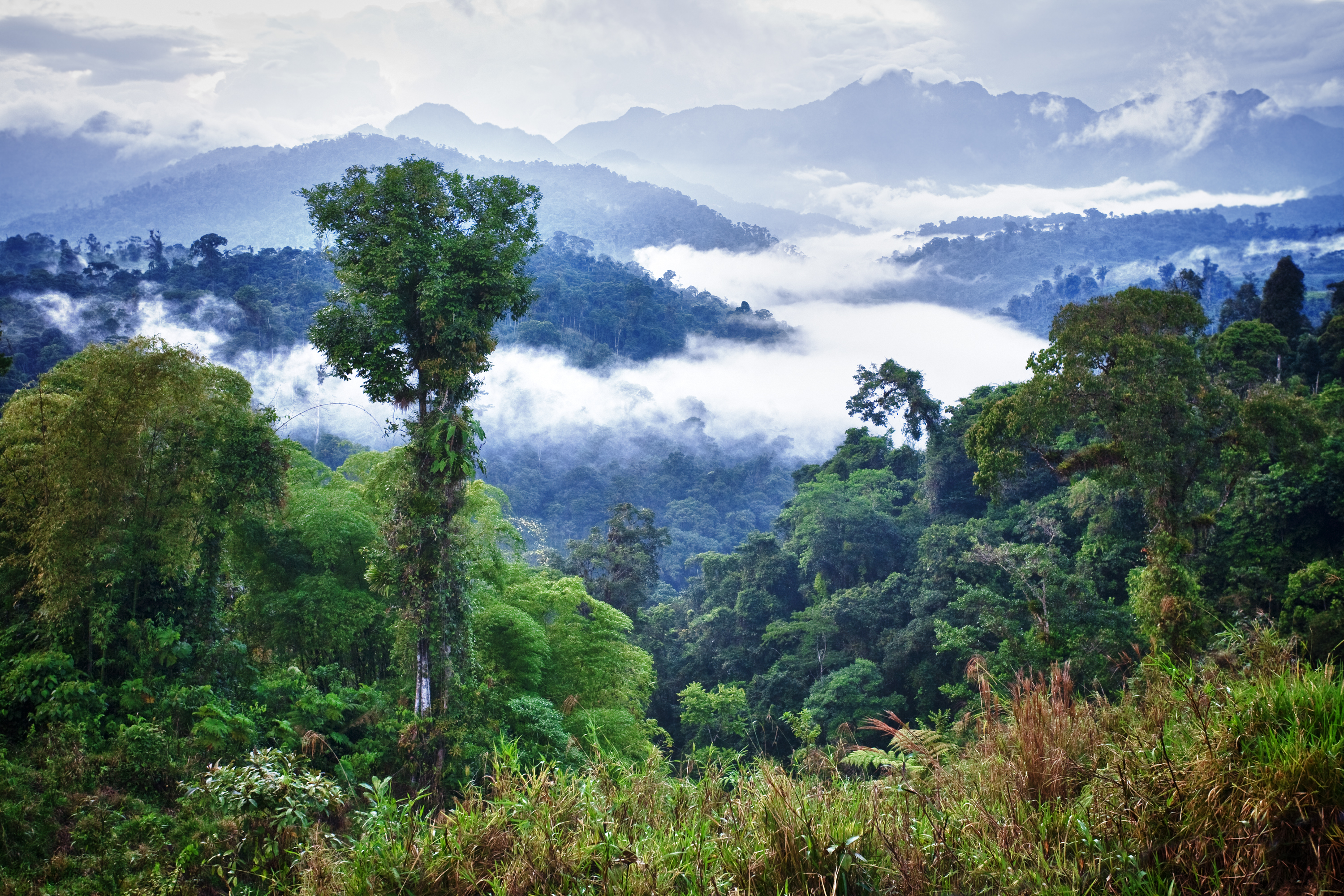 The Cloud Forest Image