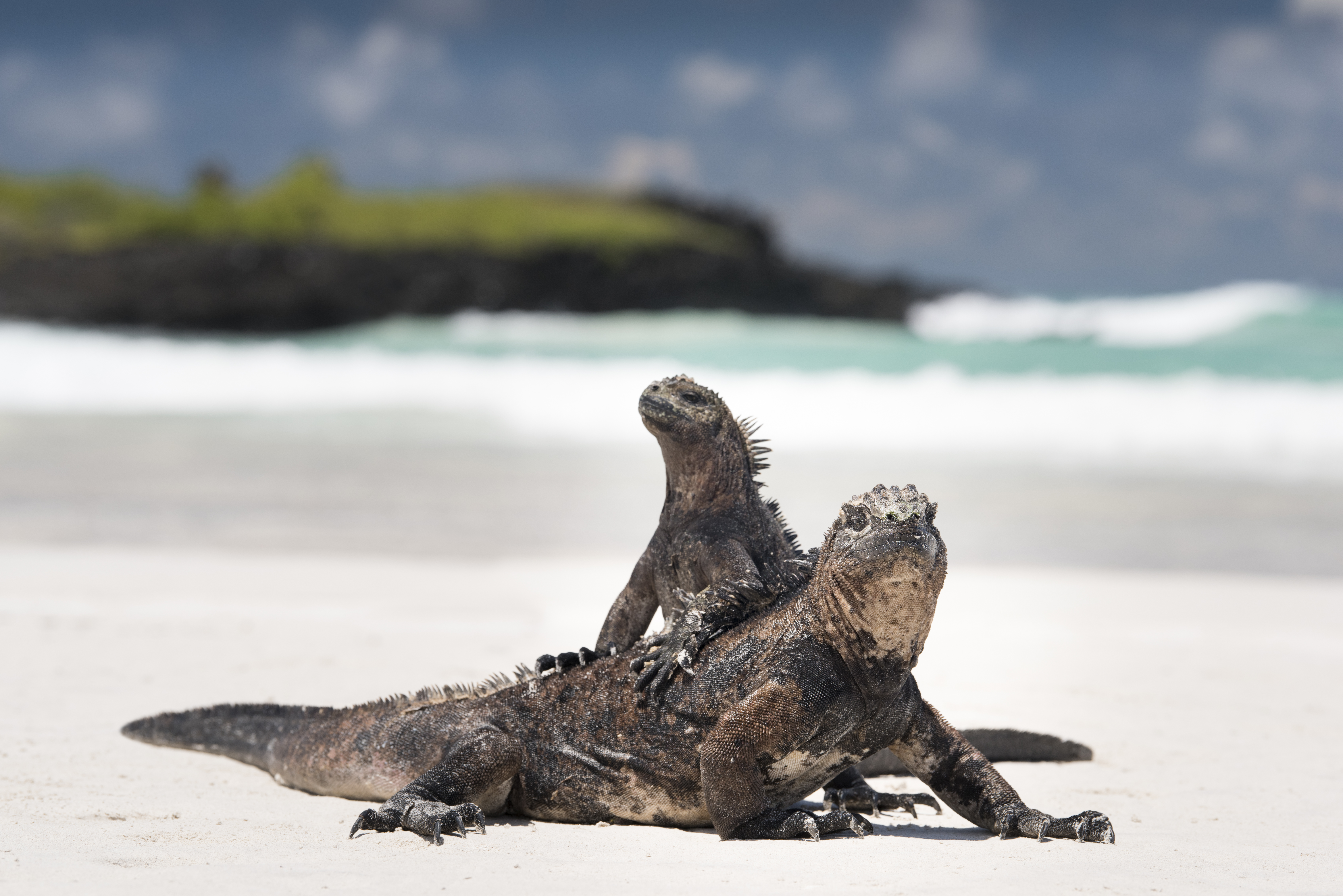 Galapagos Image