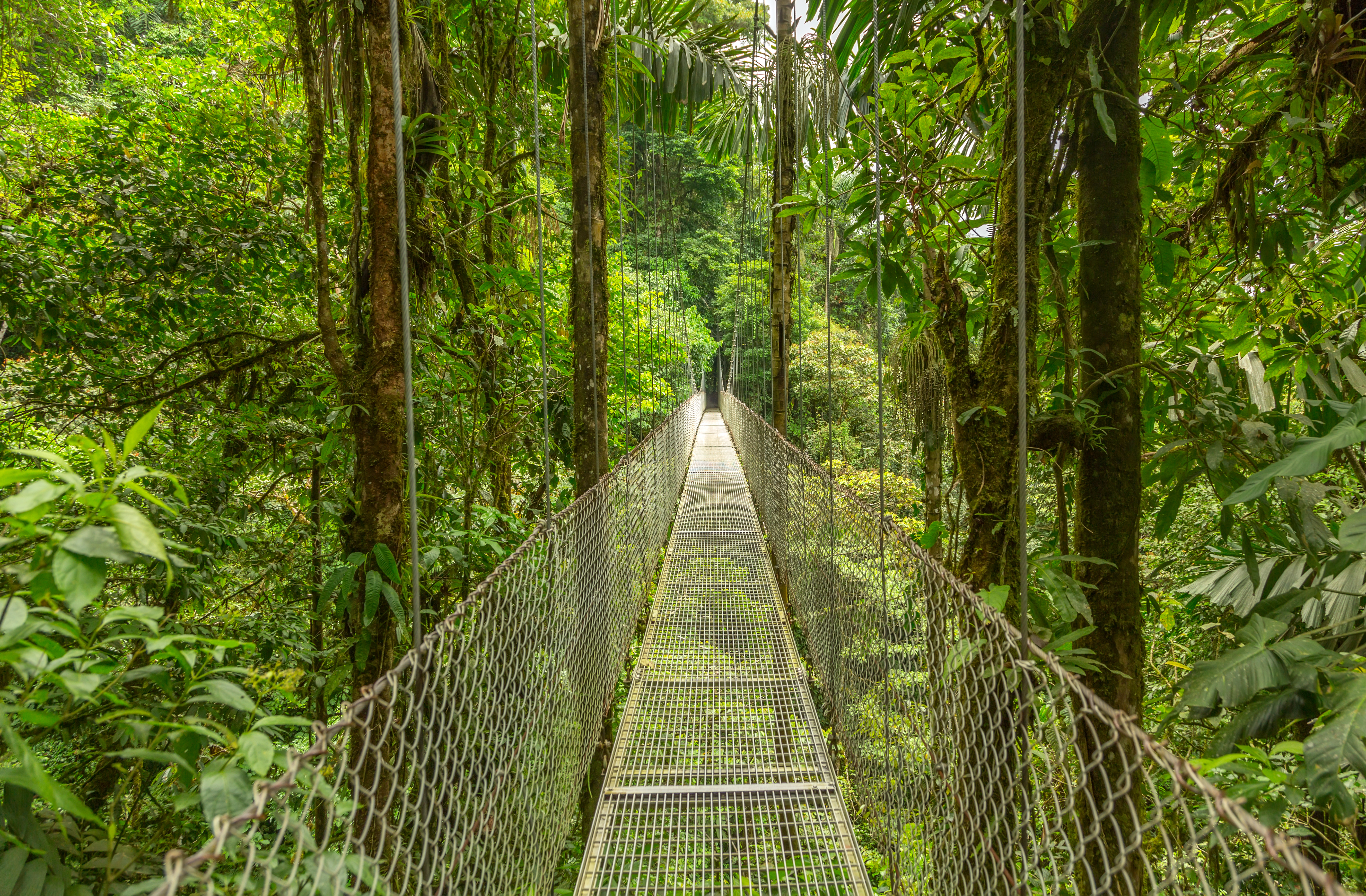 Monteverde Cloud Forest Image