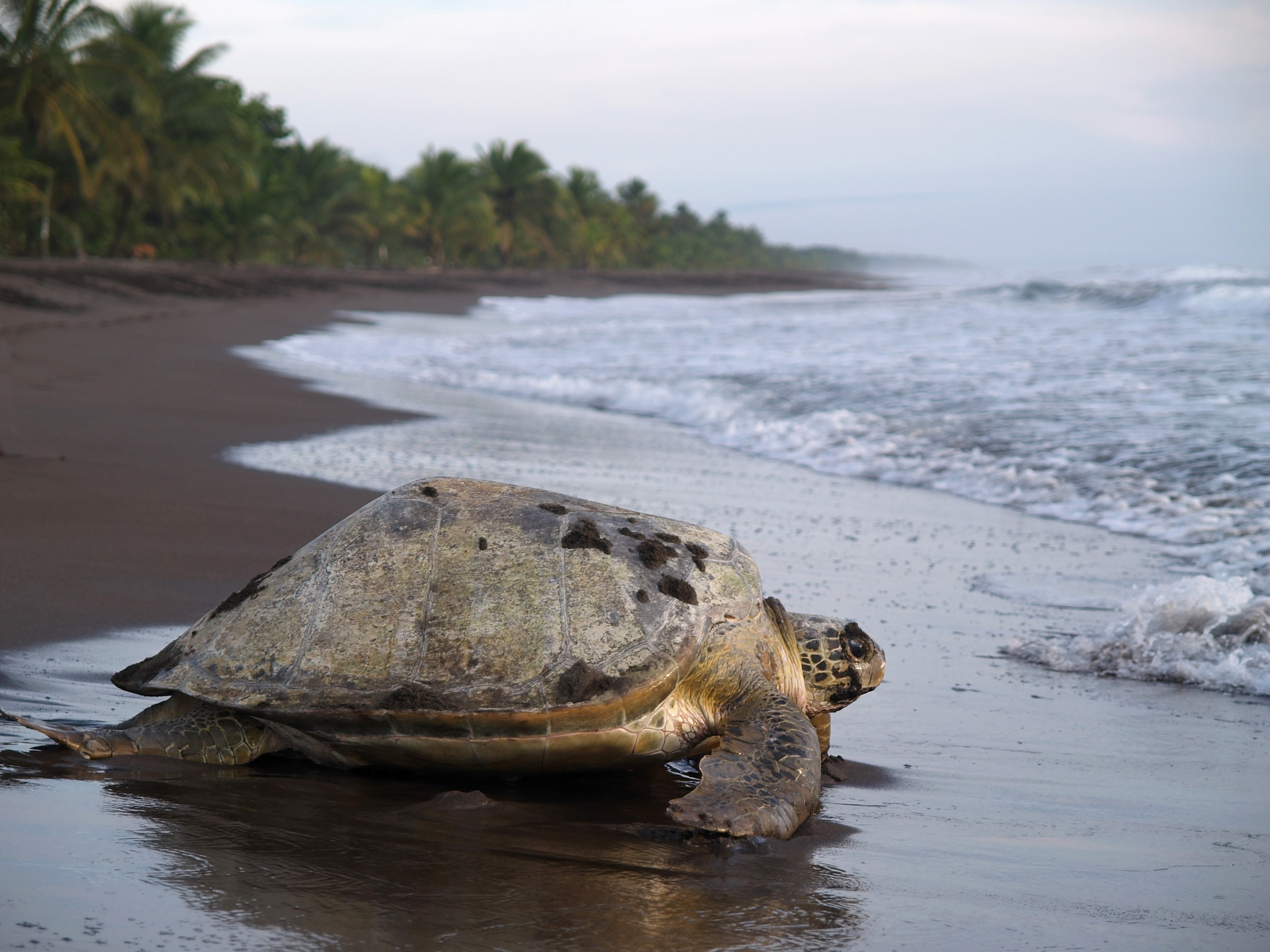 Tortuguero Image