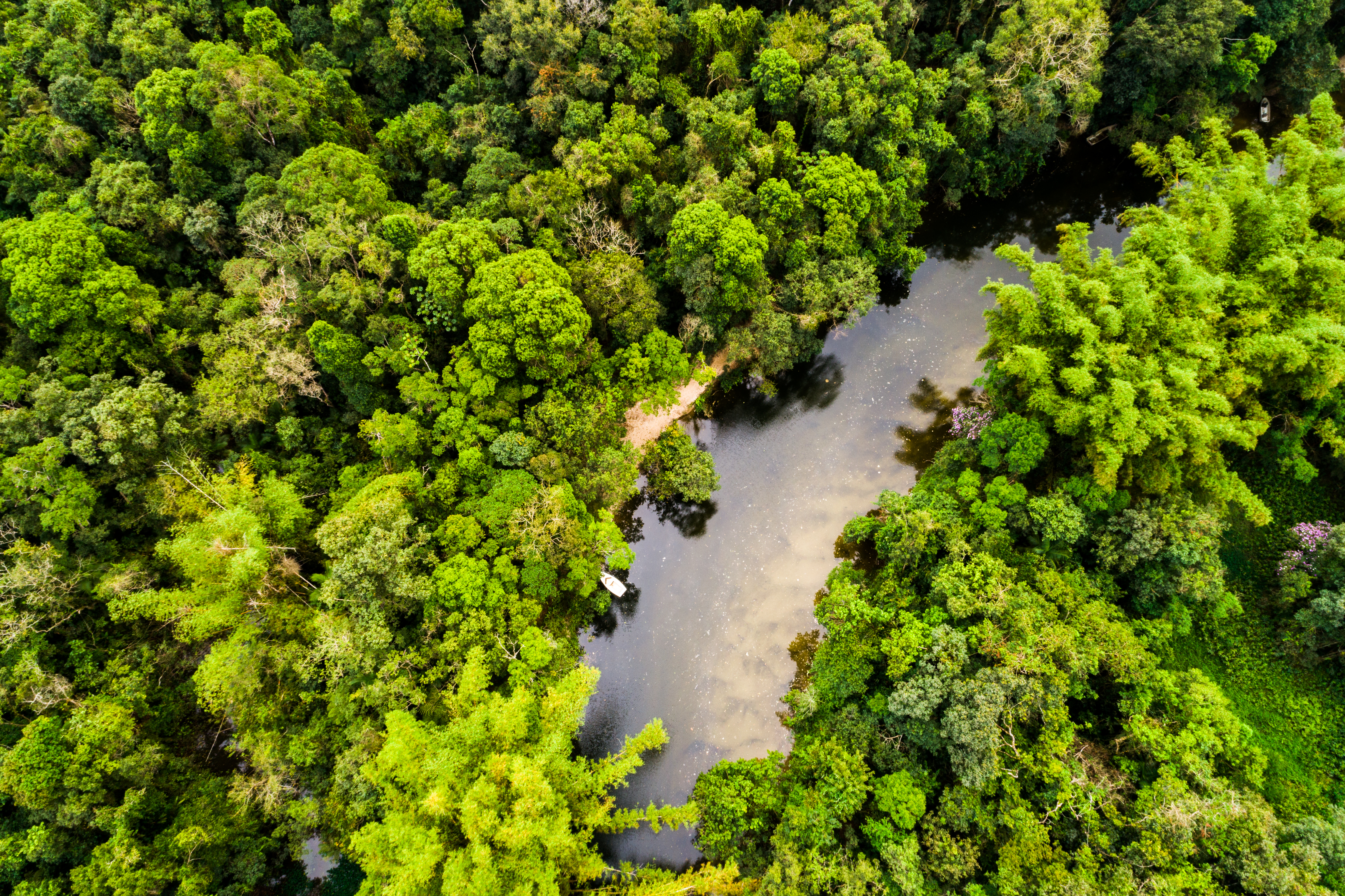 The Colombian Amazon Image