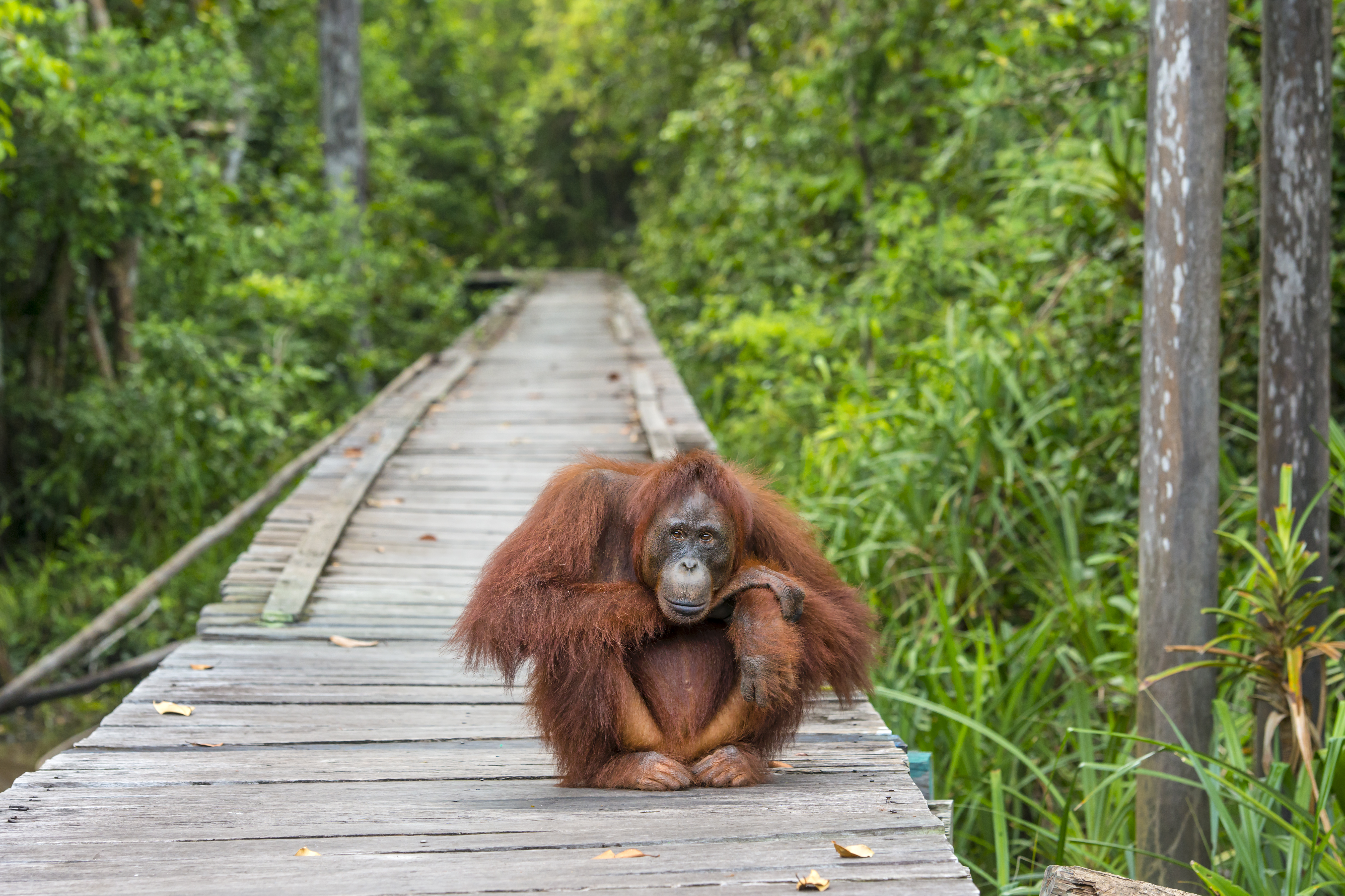 Tanjung Puting National Park Image