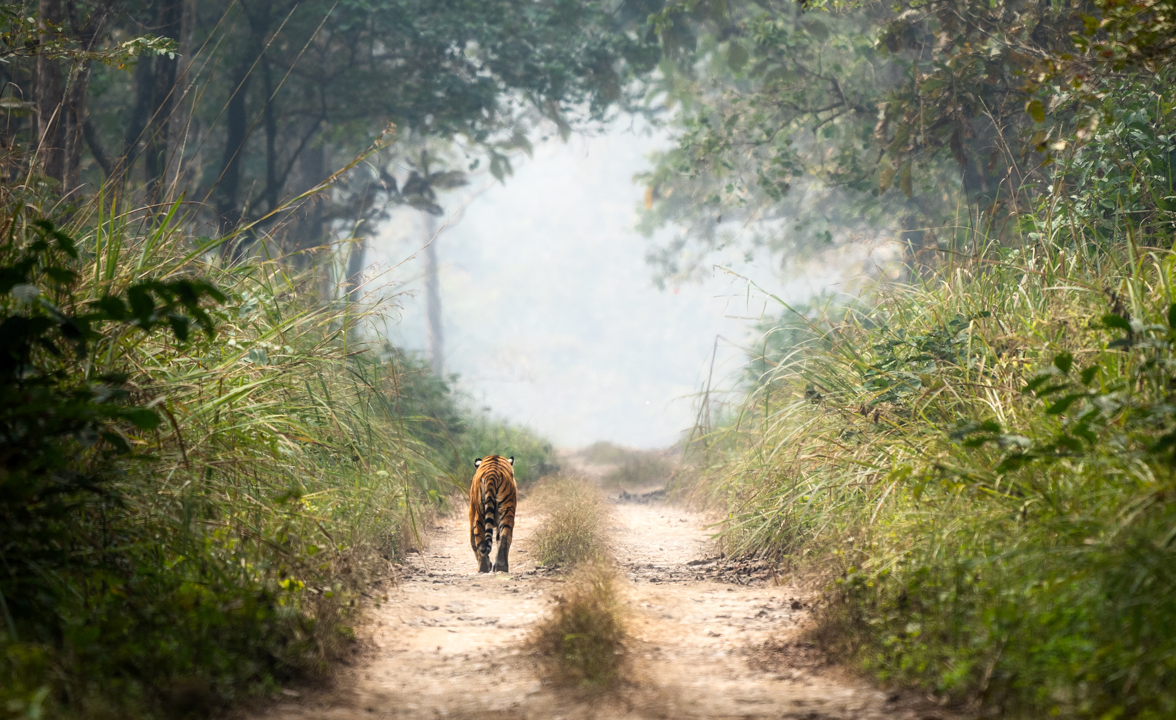 Chitwan National Park Image